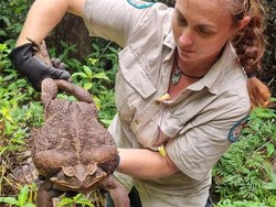 Kodok Raksasa 2,7 Kg Ditemukan di Australia, Dianggap Pecahkan Rekor