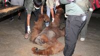 Momen Penyelamatan Orang Utan yang Terjerat di Karo