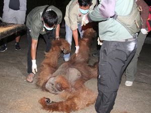 Momen Penyelamatan Orang Utan yang Terjerat di Karo