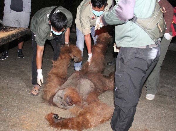 Momen Penyelamatan Orang Utan yang Terjerat di Karo