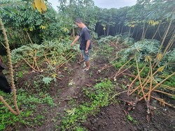 Tak Sebanding dengan Risiko, Pria Ini Tepergok Cabut-Curi 50 Pohon Singkong