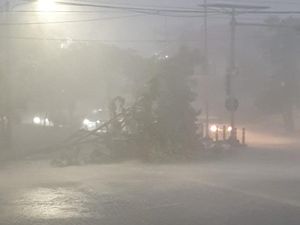 9 Pohon Tumbang Saat Surabaya Diguyur Hujan Lebat Disertai Angin Kencang