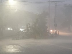 9 Pohon Tumbang Saat Surabaya Diguyur Hujan Lebat Disertai Angin Kencang