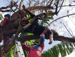 Kelakuan Pria Mabuk Tidur di Atas Pohon Bikin Damkar Turun Tangan