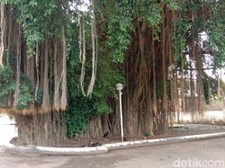 Cerita di Balik Ringin Kurung Berusia Ratusan Tahun di Kemiri Pati