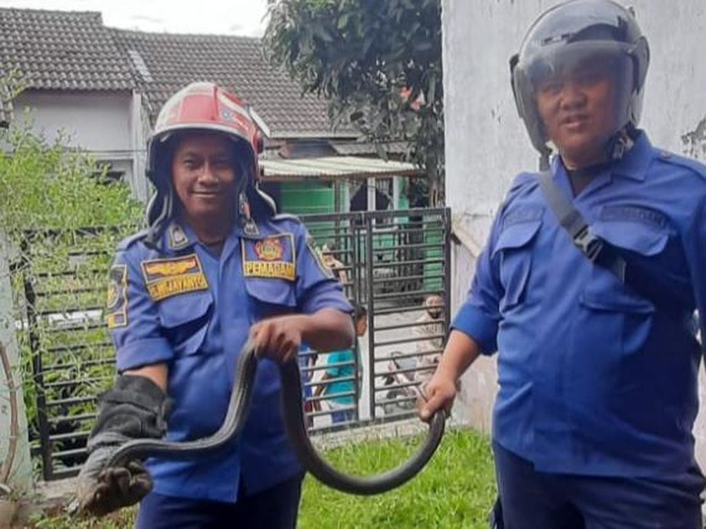 Hii! Ular Kobra Jawa Muncul dari Bawah Tanah Rumah Warga Bogor