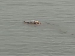 Buaya Antar Korban Tenggelam Bukan Pertama Kali Terjadi di Kalimantan