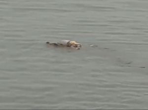 Buaya Antar Korban Tenggelam Bukan Pertama Kali Terjadi di Kalimantan Buaya Antar Korban Tenggelam Bukan Pertama Kali Terjadi di Kalimantan
