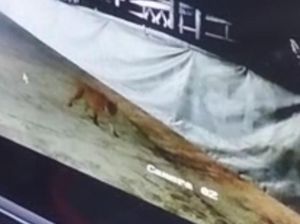 BBKSDA Riau Pasang Perangkap untuk Harimau yang Keliaran di Siak BBKSDA Riau Pasang Perangkap untuk Harimau yang Keliaran di Siak