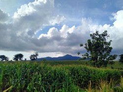 Healing Sore-sore di Hamparan Kebun Jagung nan Eksotis