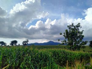 Healing Sore-sore di Hamparan Kebun Jagung nan Eksotis Healing Sore-sore di Hamparan Kebun Jagung nan Eksotis