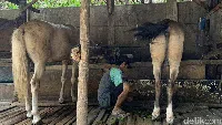 Potret Kampung Delman di Tengah Hiruk Pikuk Ibu Kota