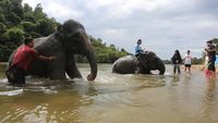 Serunya Main Basah-basahan Bareng Gajah Jinak di Aceh