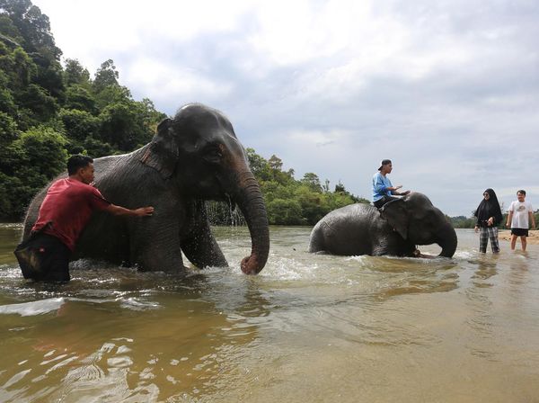 Serunya Main Basah-basahan Bareng Gajah Jinak di Aceh
