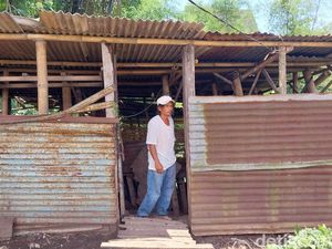 Maling Gondol 6 Kambing-10 Ayam di Kota Malang, Hanya Sisakan Ceceran Darah