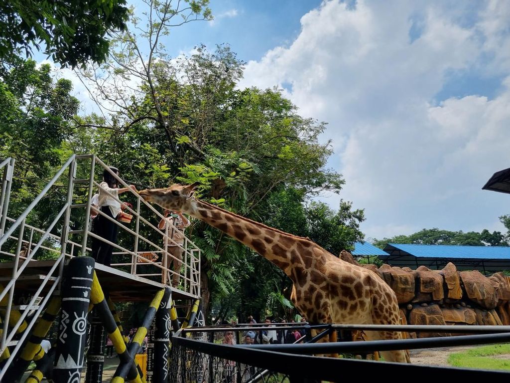 Walkot Eri Minta KBS Koordinasi dengan BKSDA Sebelum Buka Night Zoo Walkot Eri Minta KBS Koordinasi dengan BKSDA Sebelum Buka Night Zoo