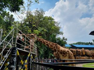 Seru Banget! Tunggang Gajah-Jerapah di KBS Masih Diminati Saat Libur Imlek Seru Banget! Tunggang Gajah-Jerapah di KBS Masih Diminati Saat Libur Imlek