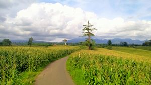 Potret Kebun Jagung Instagramable di Dompu, Asyik Buat Foto-foto