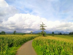 Ini Kebun Jagung Instagramable Buat Healing Sore di Dompu