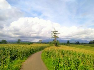 Ini Kebun Jagung Instagramable Buat Healing Sore di Dompu Ini Kebun Jagung Instagramable Buat Healing Sore di Dompu
