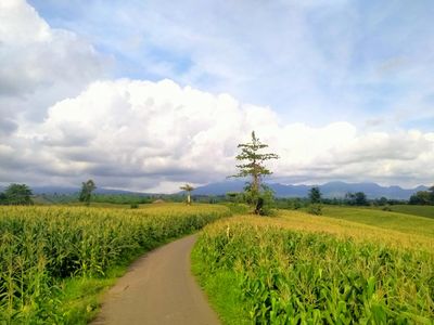 Potret Kebun Jagung Instagramable di Dompu, Asyik Buat Foto-foto