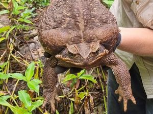 Video: Tamat Nyawa Kodok Raksasa Australia Video: Tamat Nyawa Kodok Raksasa Australia