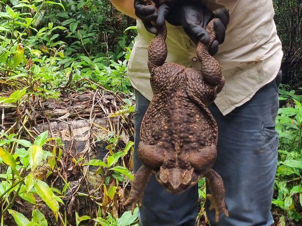 Kodok Tebu Raksasa Jadi Hewan Malapetaka bagi Australia Kodok Tebu Raksasa Jadi Hewan Malapetaka bagi Australia
