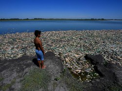 Ribuan Ikan Mati, Warga Terkurung di Rumah karena Bau Busuk