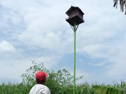 Blitar Kini Basmi Hama Tikus Sawah dengan Burung Hantu, Efektif dan Murah