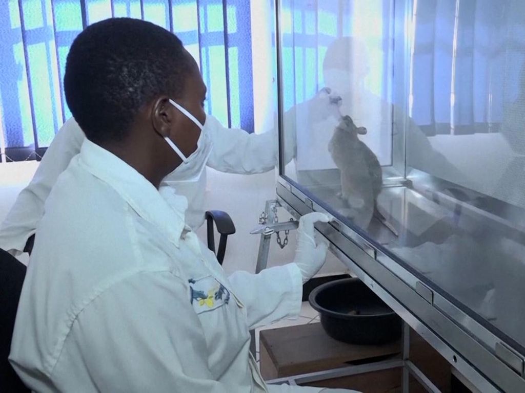Uji Coba Kemampuan Tikus untuk Mengendus Tuberkulosis