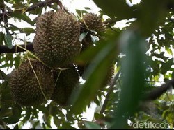 Sensasi Makan Durian Lumbang di Lereng Gunung Bromo, Petik Sendiri Lho!