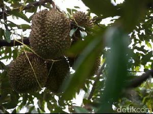 Sensasi Makan Durian Lumbang di Lereng Gunung Bromo, Petik Sendiri Lho! Sensasi Makan Durian Lumbang di Lereng Gunung Bromo, Petik Sendiri Lho!