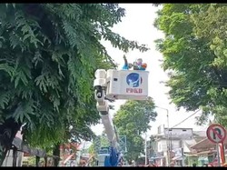 179 Pohon di Jember Dikepras Selama 3 Hari, Sejumlah Jalan Ditutup