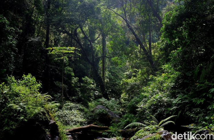 Deforestasi Ekstrem: Hutan Gundul Tak Lagi Bernapas untuk Bumi