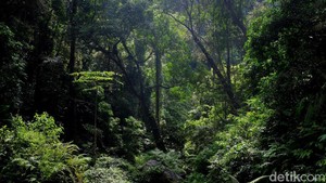 Ngatiman Ditemukan di Hutan Lindung Megamendung Berkat Jejak Kaki