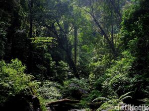 Geger 3 Bocah SMP Tersesat di Hutan gegara Mabuk Kecubung, Ini Kronologinya Geger 3 Bocah SMP Tersesat di Hutan gegara Mabuk Kecubung, Ini Kronologinya