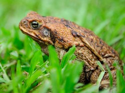 Jalan Kota Ini Ditutup 6 Minggu Cuma buat Kodok Menyeberang
