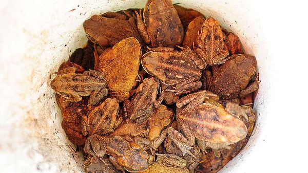 Kodok Jumbo Menyebar di Australia, Warga Ramai Membasminya