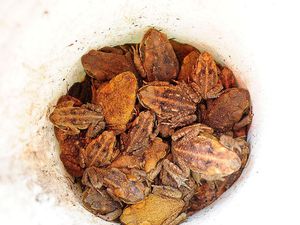 Kodok Jumbo Menyebar di Australia, Warga Ramai Membasminya