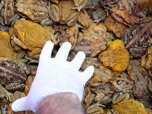 Kepanikan di Australia Saat Kodok Tebu Terpantau Dekati Sydney