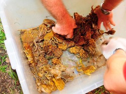 Saat Kodok Tebu Terpantau Dekati Sydney Bikin Australia Panik