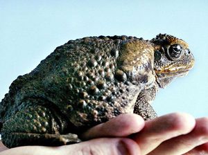 Teror Kodok Tebu Raksasa, Warga Diminta Basmi Pakai Freezer