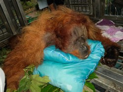 Sedih, Orang Utan Mati dengan Tulang Belakang Retak gegara Masuk Permukiman