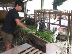 Nasib Melas Pemain GU Bantu Ortu Cari Rumput gegara Liga 2 Berhenti