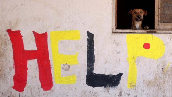Potret Penampungan Hewan di Mesir Hidup Segan Mati Tak Mau
