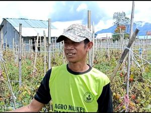Waduh! Petani Buang Ratusan Kilo Tomat ke Jurang, Kesal Cuma Dihargai Rp 600/Kg Waduh! Petani Buang Ratusan Kilo Tomat ke Jurang, Kesal Cuma Dihargai Rp 600/Kg