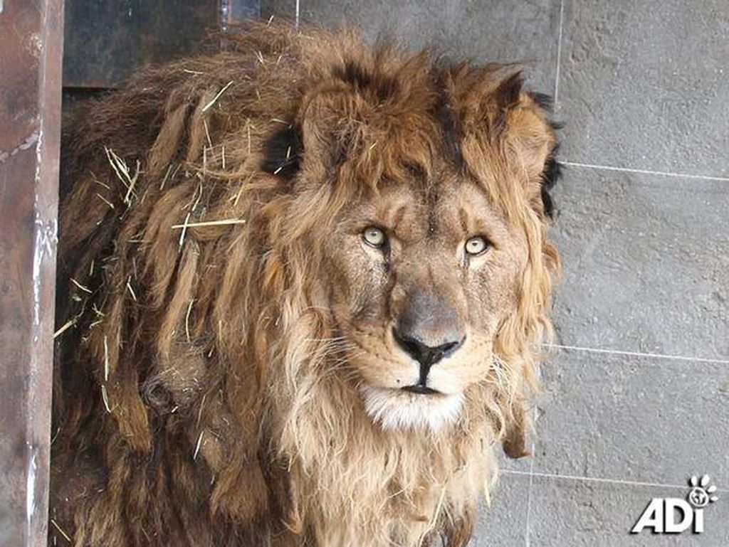 Singa Paling Kesepian di Dunia yang Sudah Lupa Cara Mengaum