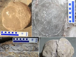 Penampakan Telur Dinosaurus yang Ditemukan di India, Ada 256 Butir!