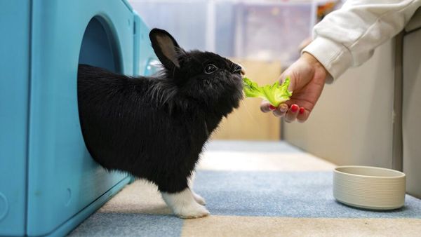 Unik! Ada Hotel Khusus Kelinci di Hong Kong, Begini Wujudnya