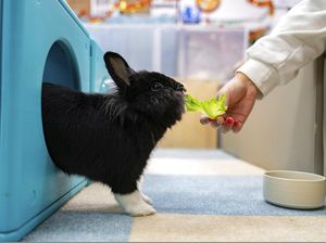 Unik! Ada Hotel Khusus Kelinci di Hong Kong, Begini Wujudnya